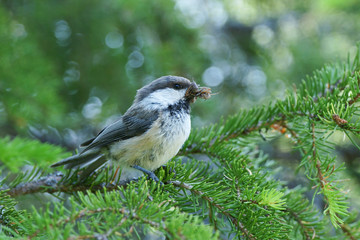 Siberian tit