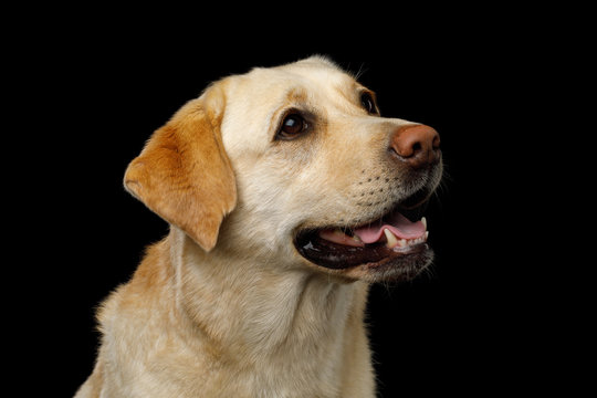 Cute Portrait of creame Labrador retriever dog Looking up on isolated black background, profile view