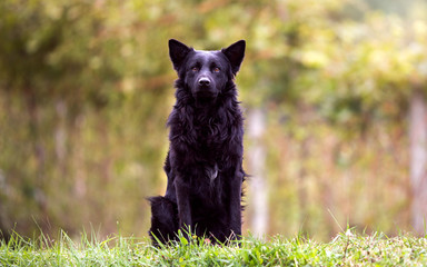 Proud black dog sitting in the nature, guarding and observing with his ears up.