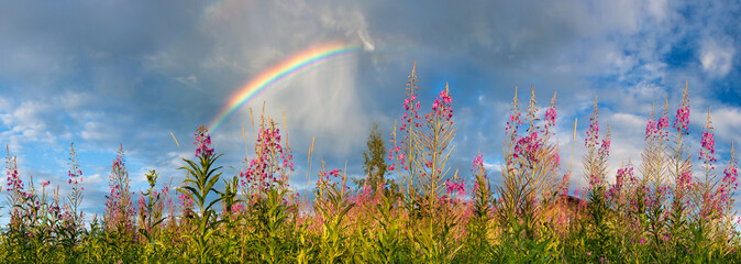  landscape panorama with flowering meadow and rainbow in sky