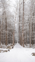 Winter walkway with tall trees