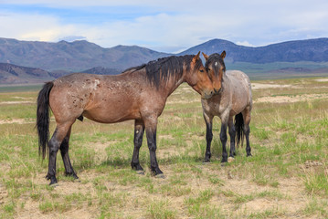 Fototapeta premium Wild Horses in the Utah Desert in Summer