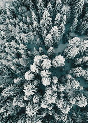 Snow covered forest in Norway