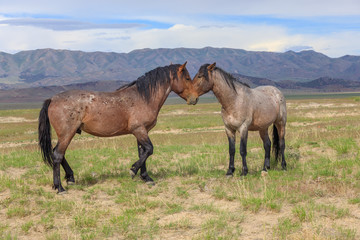 Wild Horses in the Utah Desert in Summer