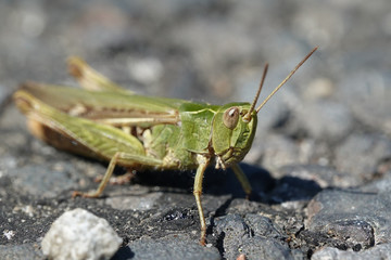 Grasshopper (Orthoptera)