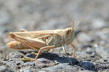 Grasshopper (Orthoptera) © dennisjacobsen