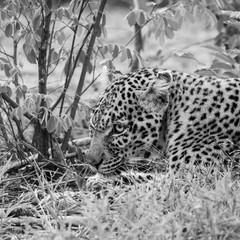 Leopard im südafrikanischen Busch