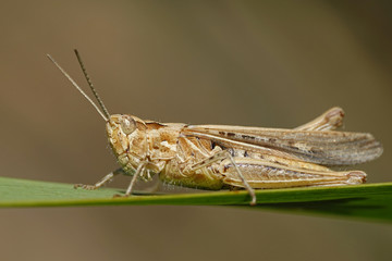 Grasshopper (Orthoptera) © dennisjacobsen