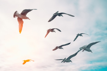 Birds flying in the sunset