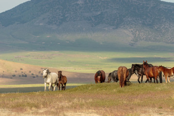 Obraz premium Wild Horses in the Utah Desert in Summer
