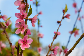 Cherry blooming garden