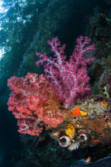 Naklejka na ściany i meble Vibrant Soft Corals in Raja Ampat