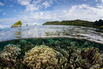 Gorgeous Coral Reef and Blue Sky in Raja Ampat