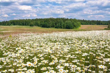 Naklejka premium spring landscape with flowering flowers on meadow