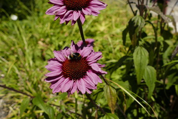 Fototapeta premium Pinkfarbene Sonnenhutblüte mit Hummel