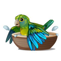 Obraz premium Green parrot bathing in a bowl of water isolated on a white background. Tropical tamed bird. Vector illustration.