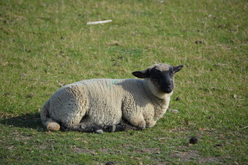Naklejka na ściany i meble Schafe auf dem Damm an der Nordsee