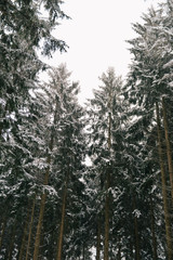 Snow on pine treetops