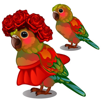 Colorful parrot in a red skirt and a wreath of rosebuds on his head isolated on white background. Vector illustration.