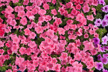 Beautiful Red Petunias (Petunia hybrida) in garden soft focus. Flower background