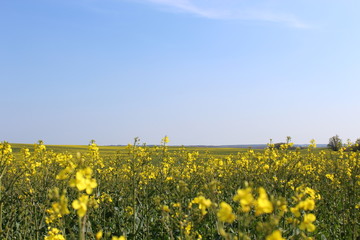 Rapsfeld