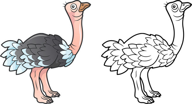 cartoon cute ostrich, funny illustration, coloring book
