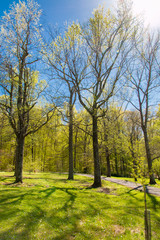 Spring season in park.