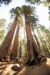 Mother with infant visit Sequoia national park in California, USA