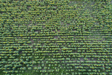 wide angle view from drone to sunflower field in Ukraine