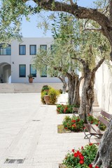 Fototapeta na wymiar Central square with olive trees in Sperlonga, Italy, Lazio Region