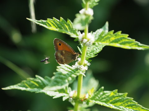 orange brauner Schmetterling auf Sumpfpflanze - orange brown butterfly on marsh plant