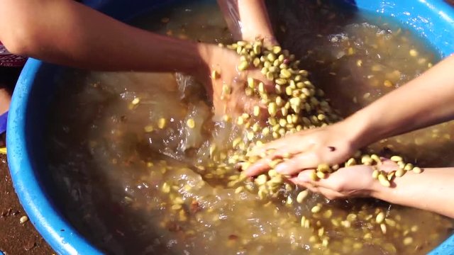 People make cleaning coffee beans in water before drying to the sun
