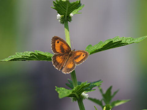 orange brauner Schmetterling auf Sumpfpflanze - orange brown butterfly on marsh plant