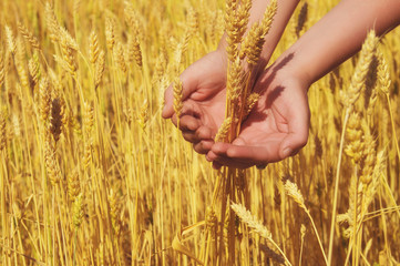 Fototapeta na wymiar Ears of yellow golden ripe wheat in hand on agricultural fields of Saratov region