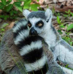 Fototapeta premium lemur lemurs ringtail sifaka madagascar