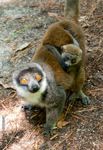 Lemur Lemurs Ringtail Sifaka Madagascar Stock Photo And
