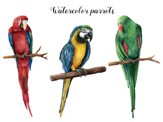 Watercolor beautiful three parrot. Hand painted red, blue-and-yellow and green parrot isolated on white background. Nature illustration with bird. For design, print or background. © yuliya_derbisheva