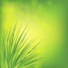 Dew drops shine on the green grass in the sun. Nature background. Vector. Eps 10. © 151115