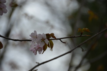 morning spring sakura pink flower bud petals japan garden 