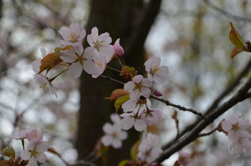 morning spring sakura pink flower bud petals japan garden 