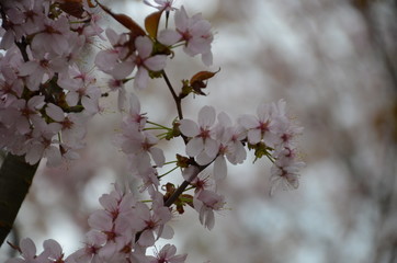 morning spring sakura pink flower bud petals japan garden 