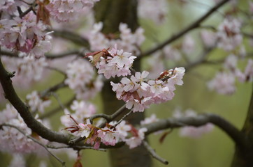 spring morning sakura cherry blossom pink flower japan garden
