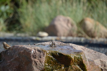 Vögel an der Tränke