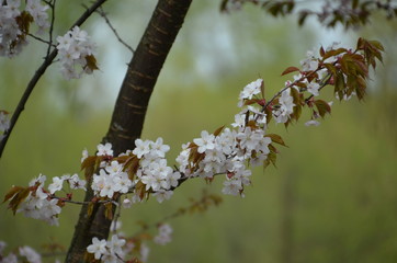 spring morning sakura cherry blossom pink flower japan garden