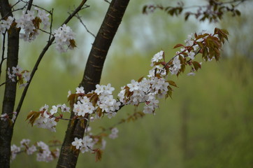 spring morning sakura cherry blossom pink flower japan garden