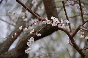 spring morning sakura cherry blossom pink flower japan garden
