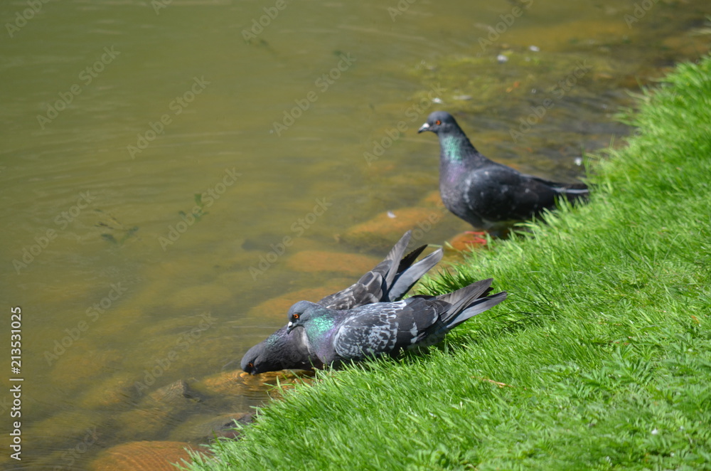 Poster hot sunny summer birds pigeons at the river drink water