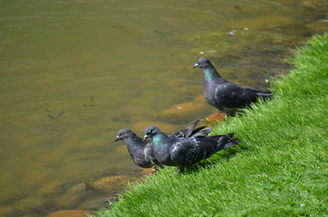 hot sunny summer birds pigeons at the river drink water