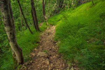 one lonely small trail in nature summer forest environment