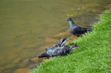 hot sunny summer birds pigeons at the river drink water